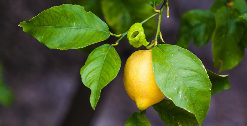 lemon-on-the-tree-organic-lemons-on-tree-PLN2DMU.jpg