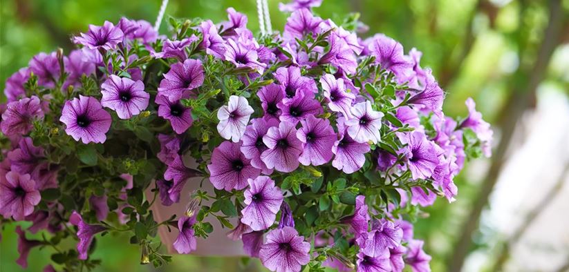 purple-petunia-flowers-in-the-garden-in-spring-tim-F693ZAD.jpg