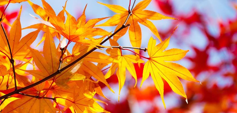 color-changing-maple-leave-in-autumn-NCKMXLH.jpg