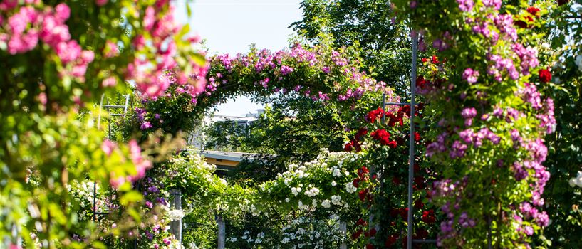 Gartendeko Büchele Garten & Wohnkultur GmbH