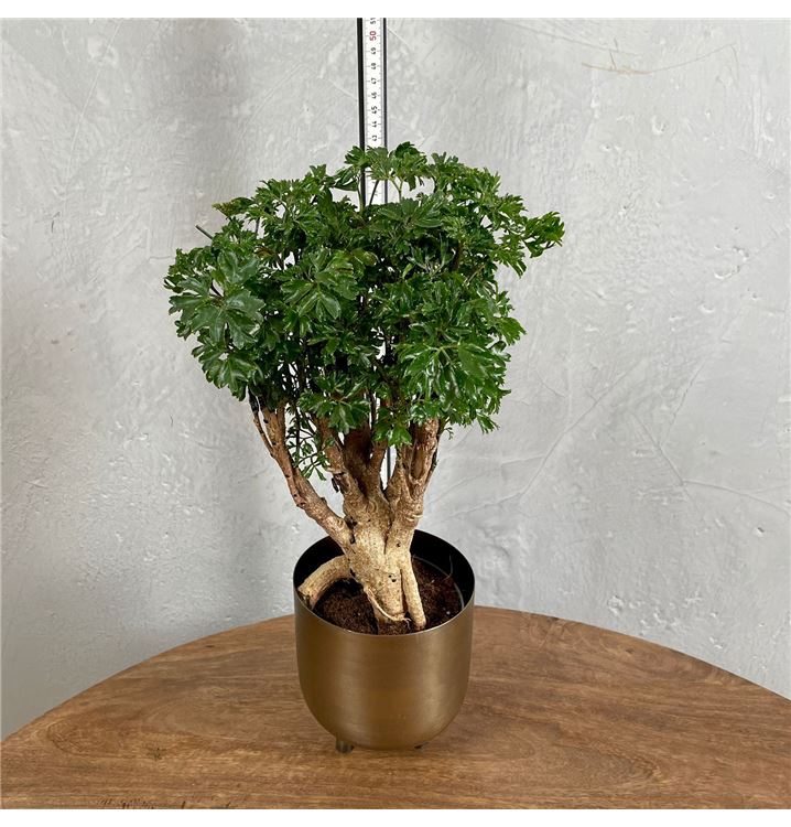 Polyscias Parsley Bonsai
