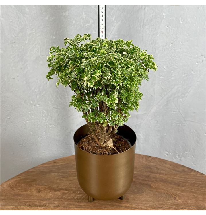 Polyscias Hawaiiana Ming Gold