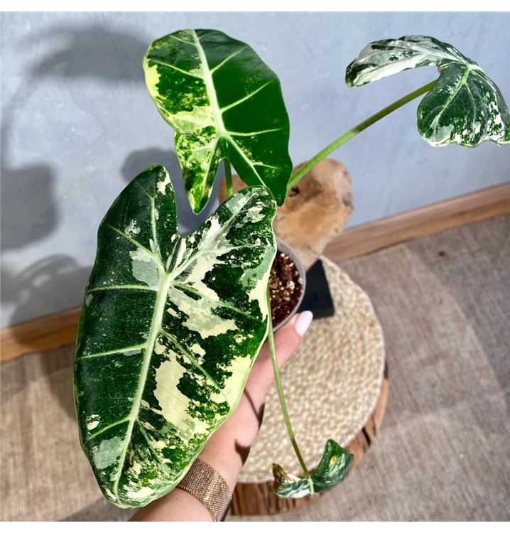 Alocasia Frydek Variegata