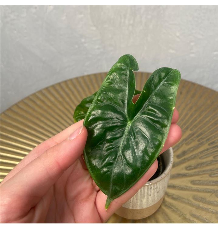 Alocasia Ivory Coast