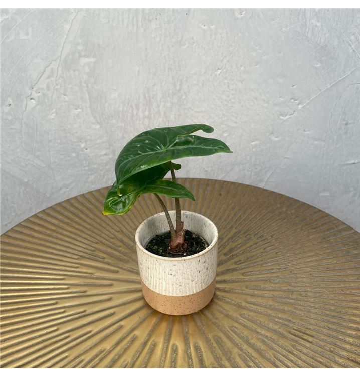 Alocasia Ivory Coast