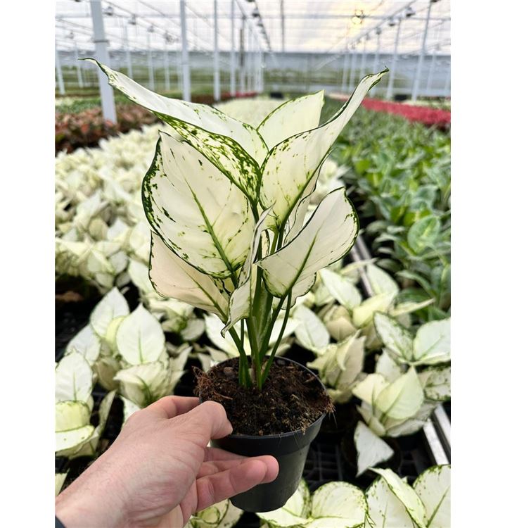 Aglaonema white joy