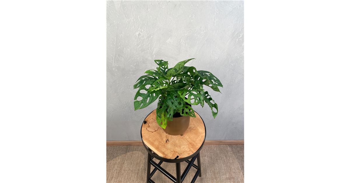 Monstera Monkey leaf