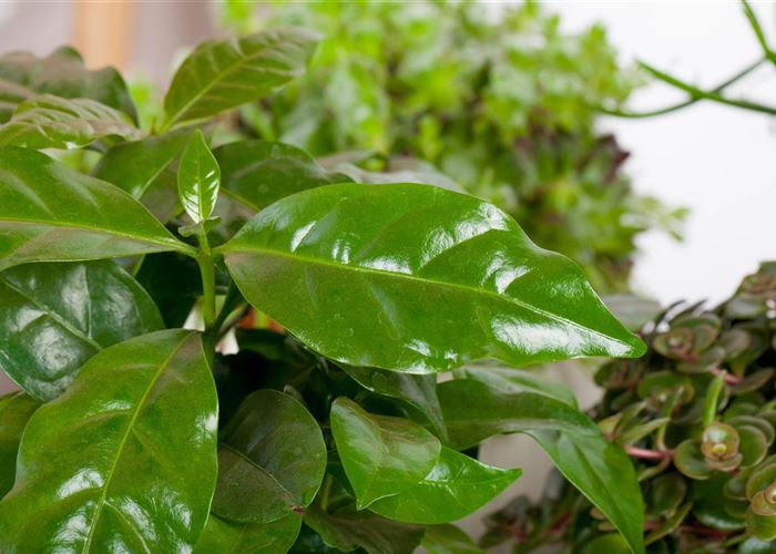 Eigener Kaffee aus dem Garten – das ist möglich