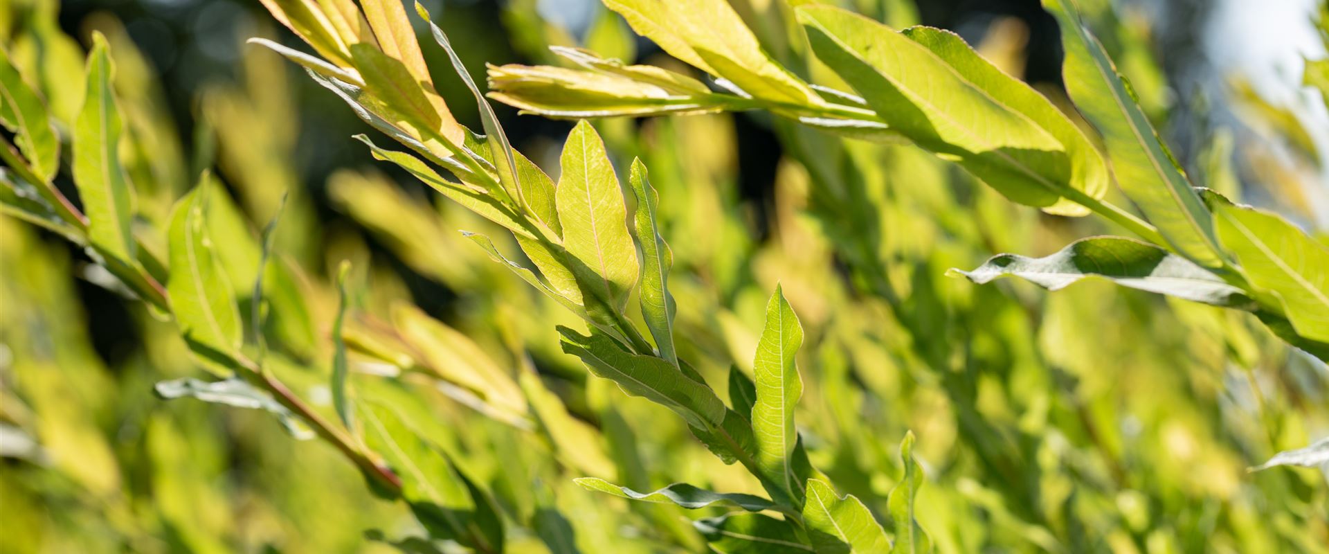 GS649227.jpg GS649227.jpg