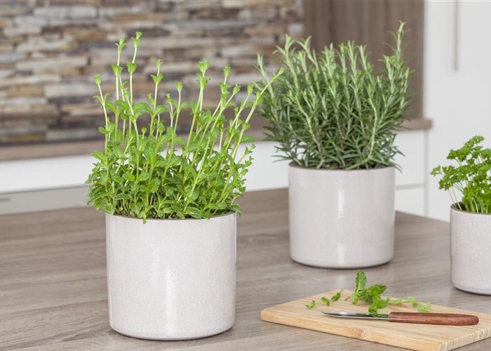 Besondere Kräuter mit ganz besonderen Aromen