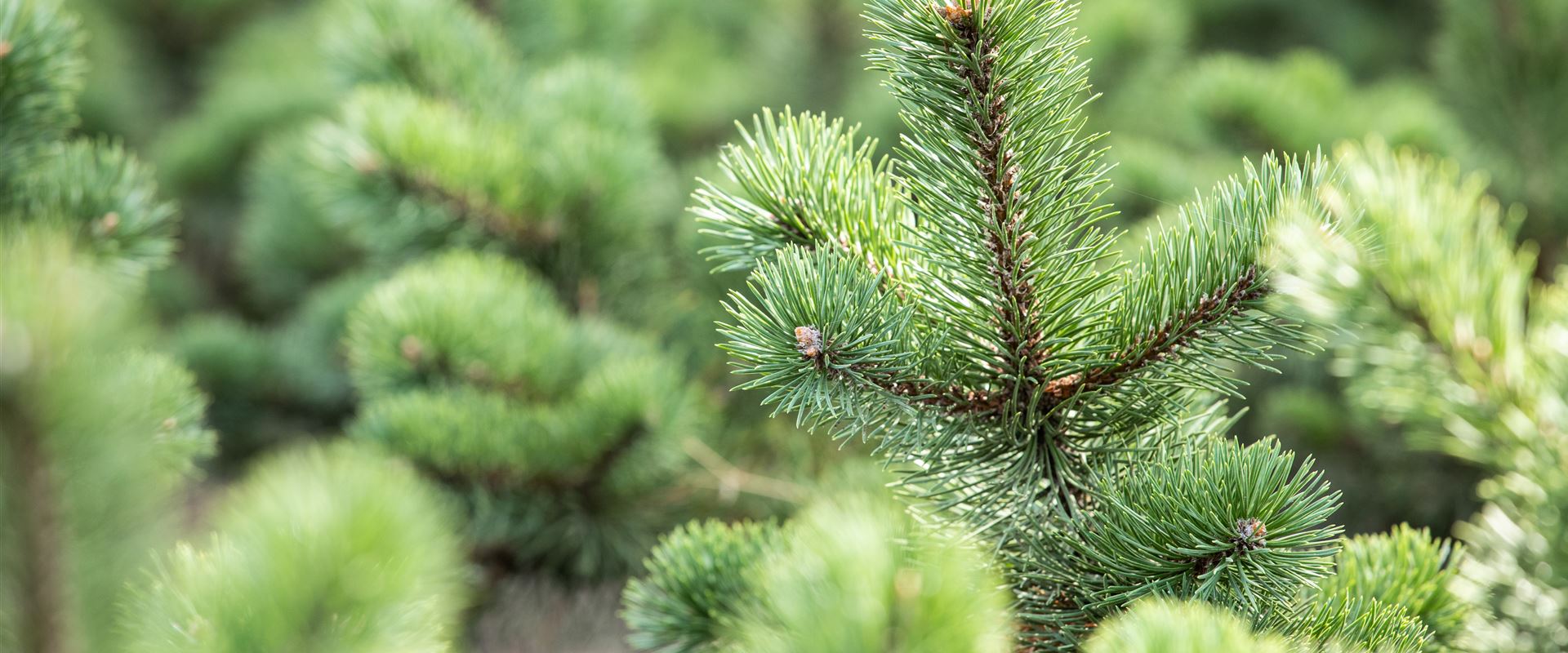 GS643569.jpg GS643569.jpg