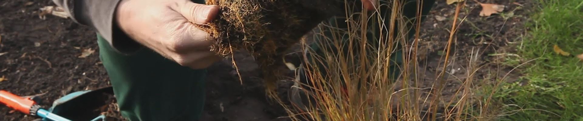 Gräser - Einpflanzen im Garten (thumbnail).jpg Gräser - Einpflanzen im Garten (thumbnail).jpg