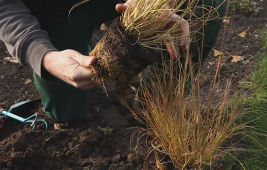 Gräser - Einpflanzen im Garten Gräser - Einpflanzen im Garten