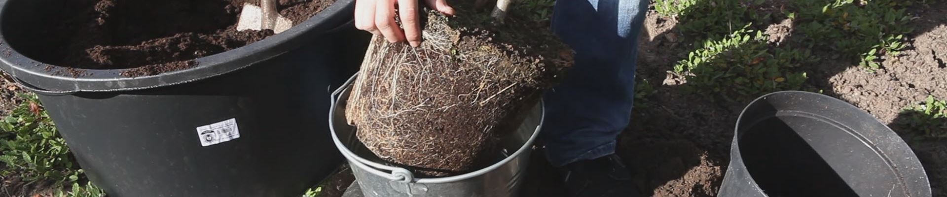 Rispenhortensie - Einpflanzen im Garten (thumbnail).jpg Rispenhortensie - Einpflanzen im Garten (thumbnail).jpg