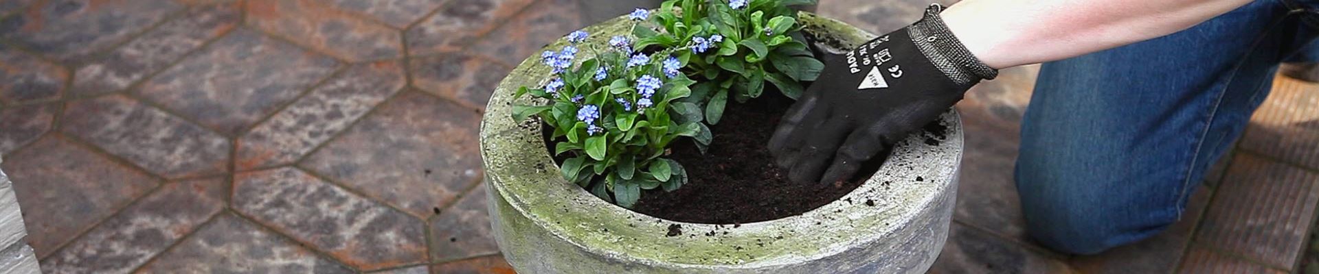 Vergissmeinnicht - Einpflanzen in ein Gefäß (thumbnail).jpg Vergissmeinnicht - Einpflanzen in ein Gefäß (thumbnail).jpg