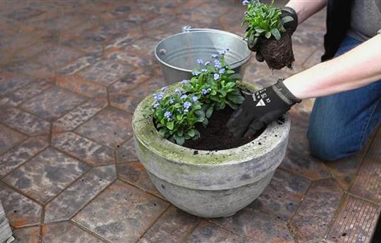 Vergissmeinnicht - Einpflanzen in ein Gefäß Vergissmeinnicht - Einpflanzen in ein Gefäß