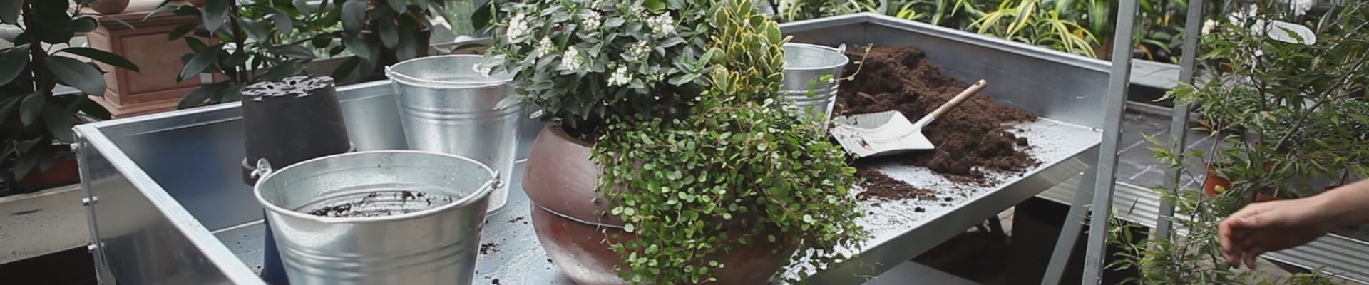 Blumenkübel - Dauerhafte Bepflanzung (thumbnail).jpg Blumenkübel - Dauerhafte Bepflanzung (thumbnail).jpg