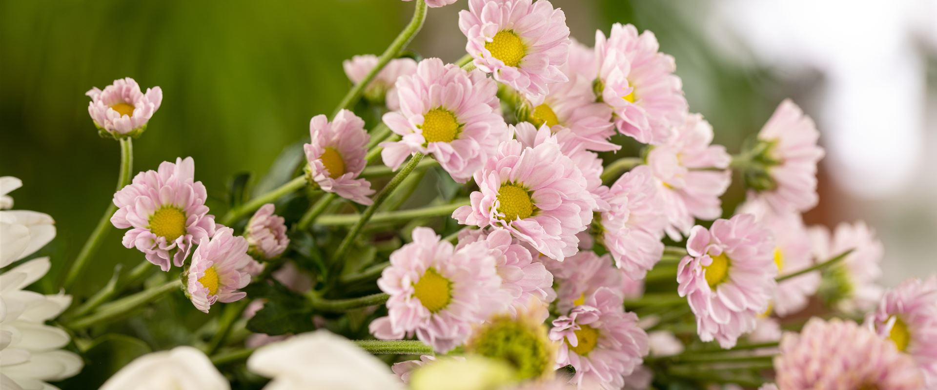 GS657561.jpg GS657561.jpg