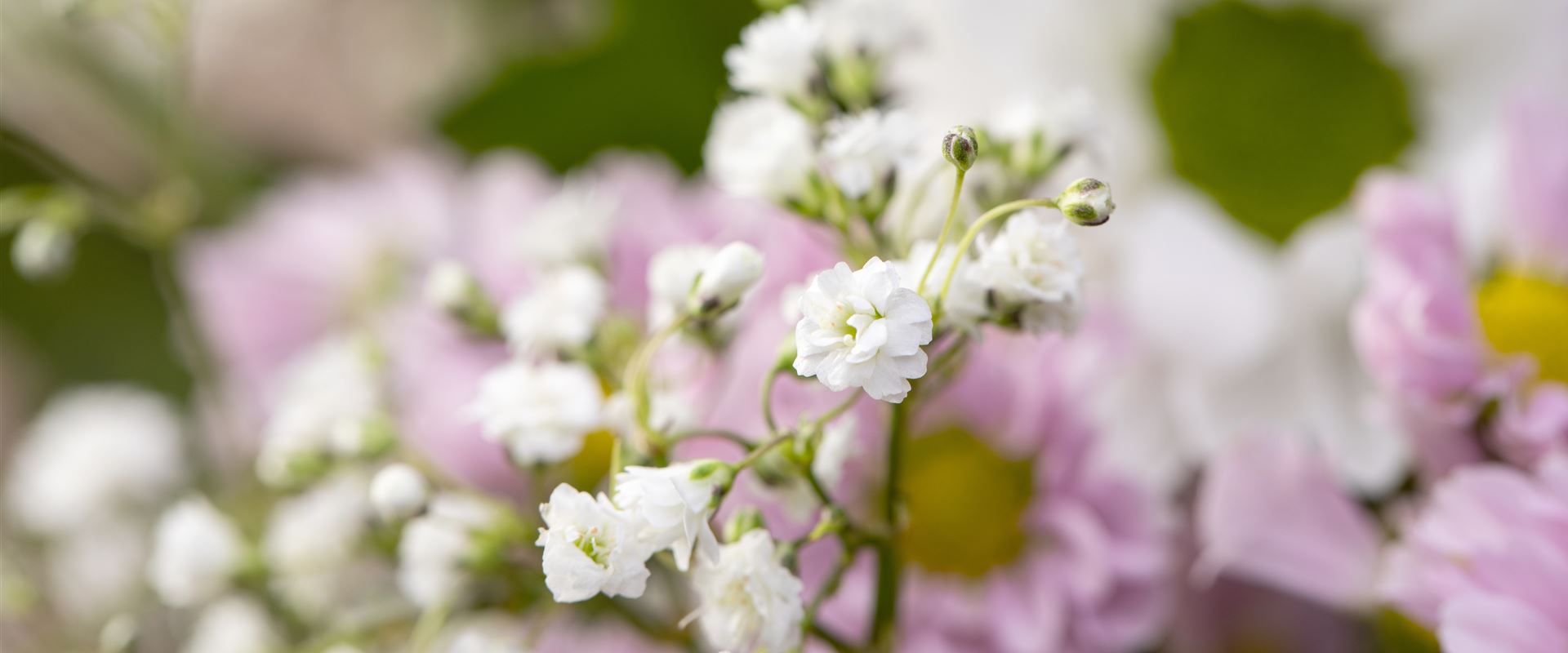 GS657537.jpg GS657537.jpg