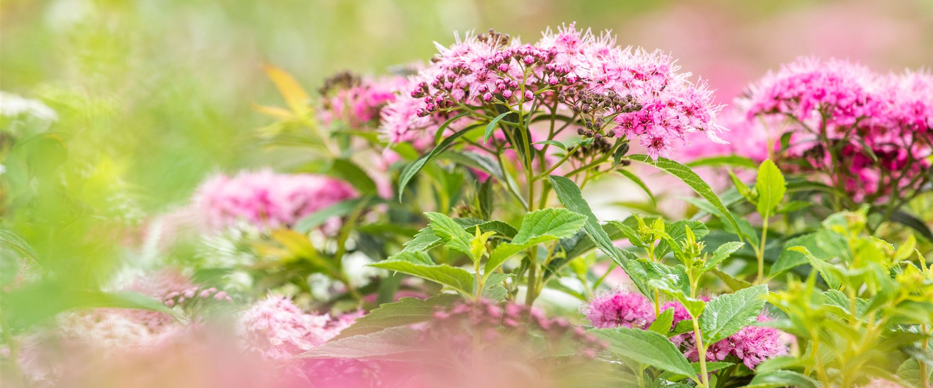 GS637268.jpg GS637268.jpg