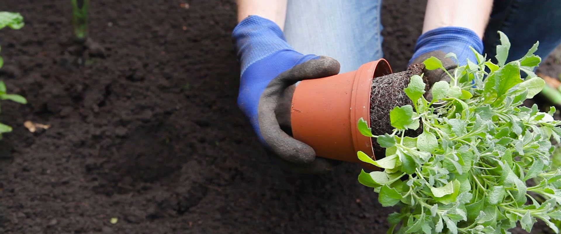 Videos - Büchele Garten & Wohnkultur GmbH