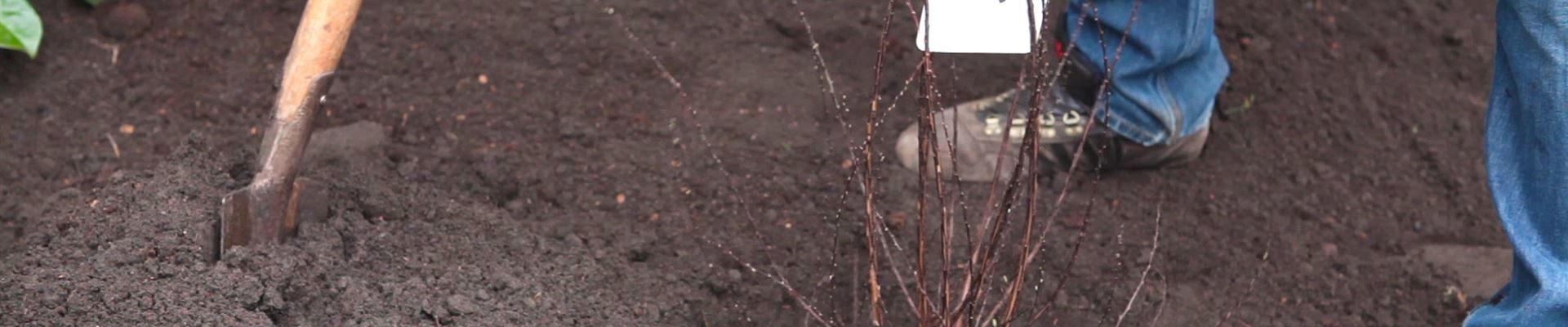 Strauchspiere - Einpflanzen im Garten (thumbnail).jpg Strauchspiere - Einpflanzen im Garten (thumbnail).jpg