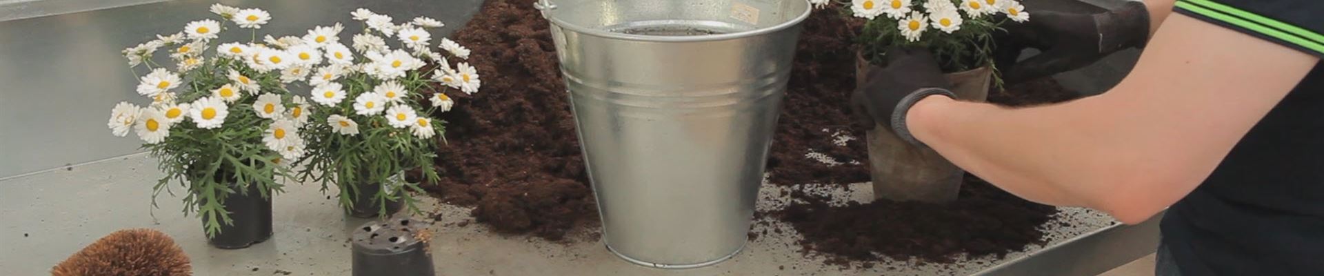 Mageriten - Einpflanzen in ein Gefäß (thumbnail).jpg Mageriten - Einpflanzen in ein Gefäß (thumbnail).jpg