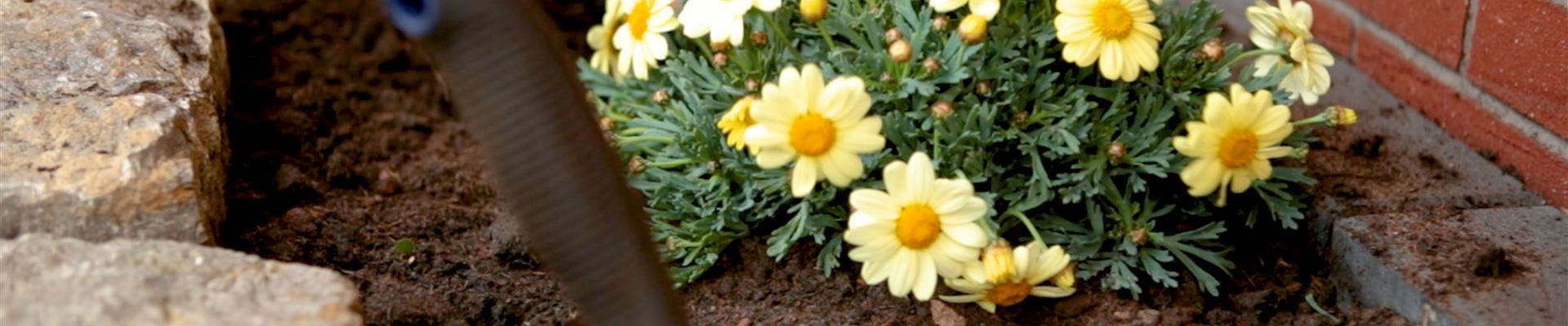 Strauchmargerite - Einpflanzen im Garten (Thumbnail).jpg Strauchmargerite - Einpflanzen im Garten (Thumbnail).jpg