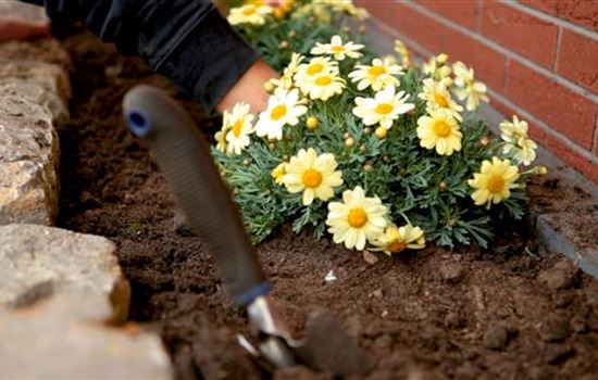 Margeriten - Einpflanzen im Garten Margeriten - Einpflanzen im Garten