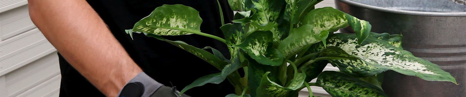 Dieffenbachie - Umtopfen (Thumbnail).jpg