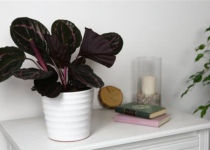 Korbmarante - Einpflanzen in ein Gefäß