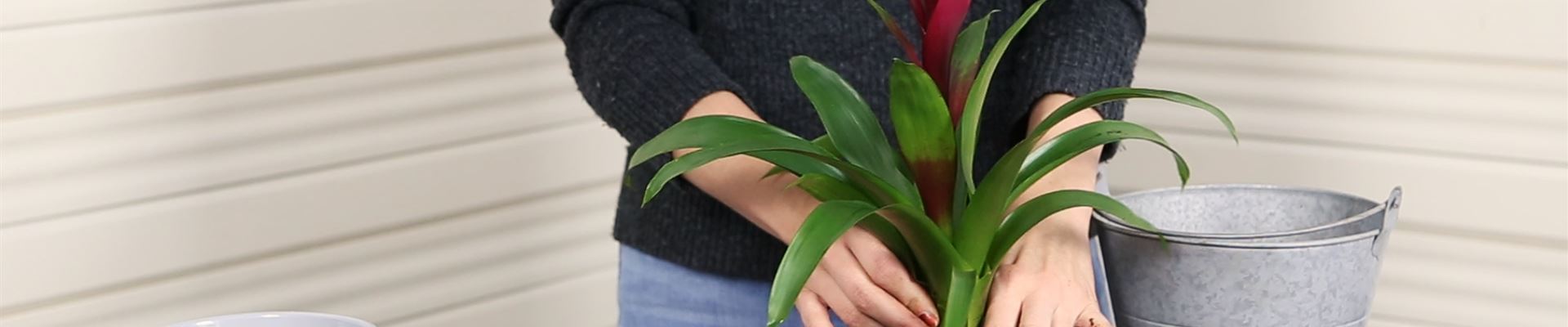 Bromelie - Einpflanzen in ein Gefäß (Thumbnail).jpg