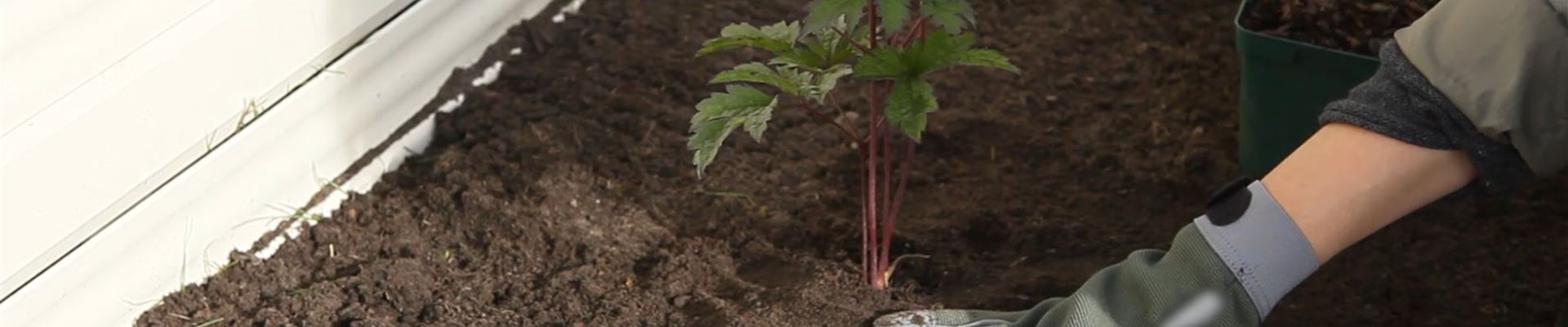 Silberkerzen - Einpflanzen Im Garten (Thumbnail).jpg