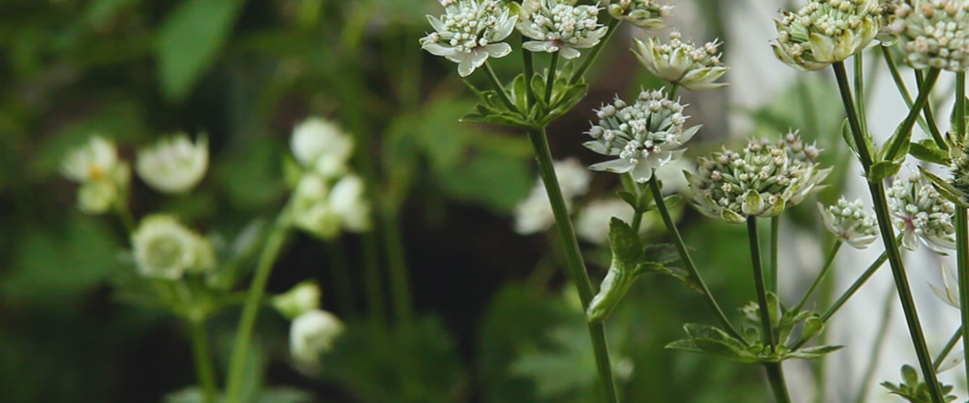 Videos - Büchele Garten & Wohnkultur GmbH