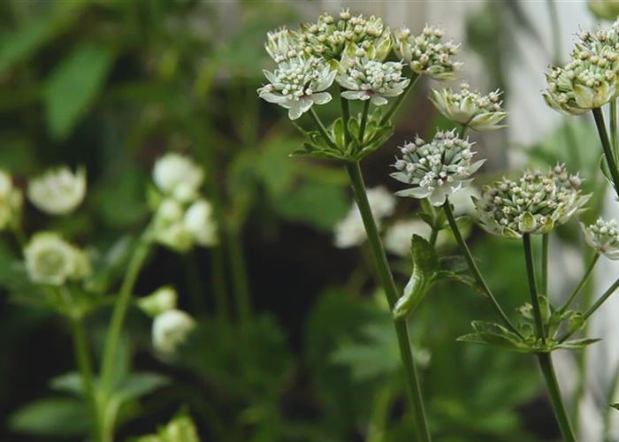 Sterndolde - Einpflanzen im Garten
