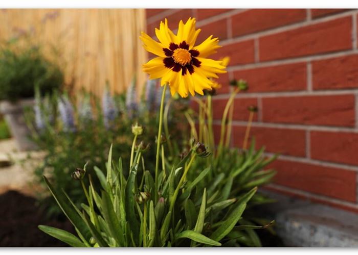 Mädchenauge - Einpflanzen im Garten