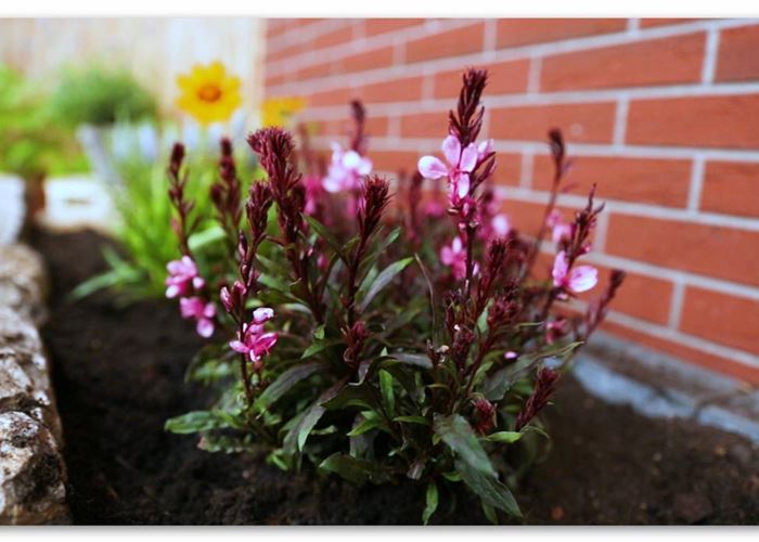 Prachtkerze – Einpflanzen im Garten