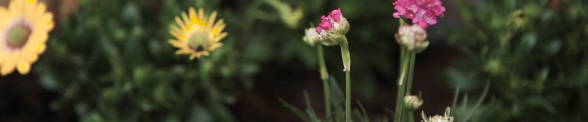 Strandgrasnelke - Einpflanzen im Garten (Thumbnail).jpg