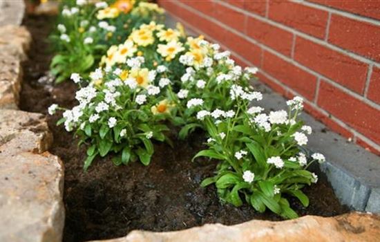 Weißes Vergissmeinnicht - Einpflanzen im Garten Weißes Vergissmeinnicht - Einpflanzen im Garten