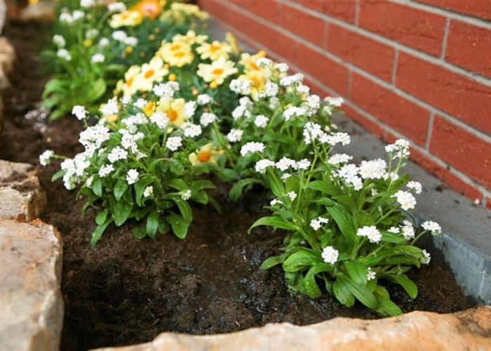 Weißes Vergissmeinnicht - Einpflanzen im Garten