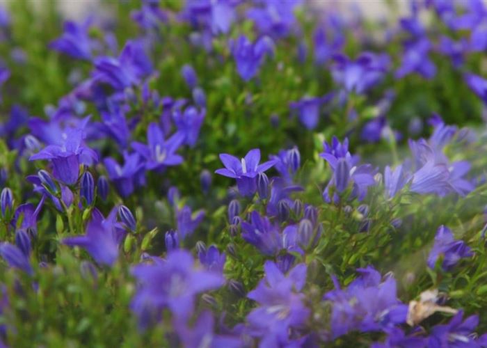 Glockenblume - Einpflanzen in den Garten