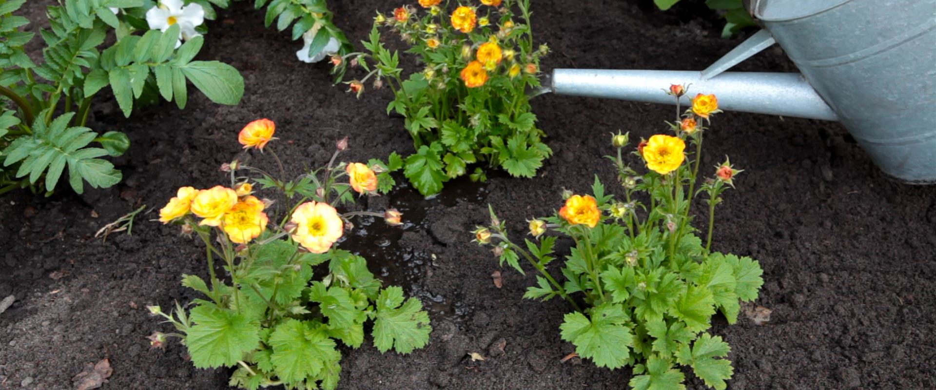 Videos - Büchele Garten & Wohnkultur GmbH Videos - Büchele Garten & Wohnkultur GmbH