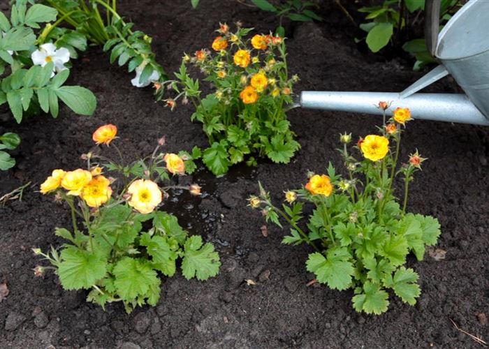 Nelkenwurz - Einpflanzen im Garten Nelkenwurz - Einpflanzen im Garten