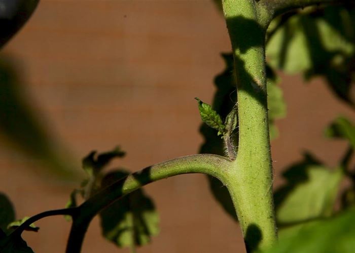 Wie machst du das? - Tomaten ausgeizen