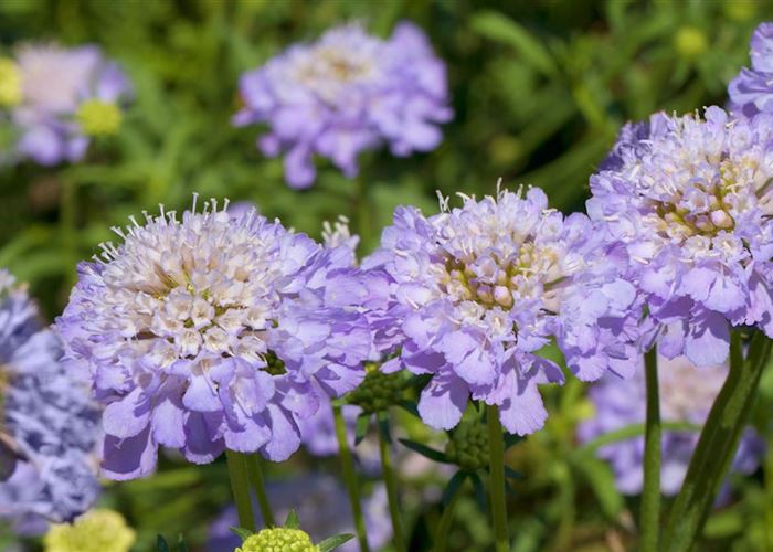 Taubenskabiose - Einpflanzen im Garten