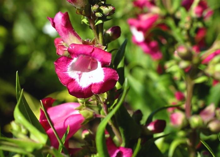 Bartfaden - Einpflanzen im Garten