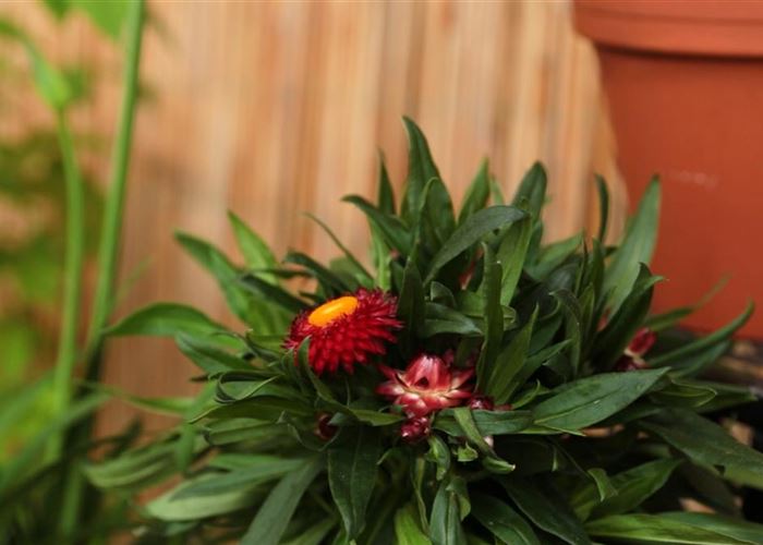 Garten-Strohblume - Einpflanzen in ein Gefäß