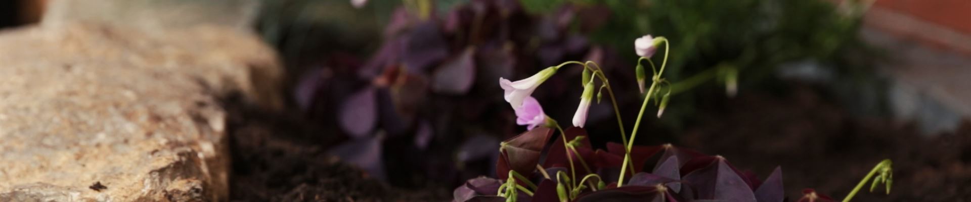 Glücksklee - Einpflanzen im Garten (Thumbnail).jpg
