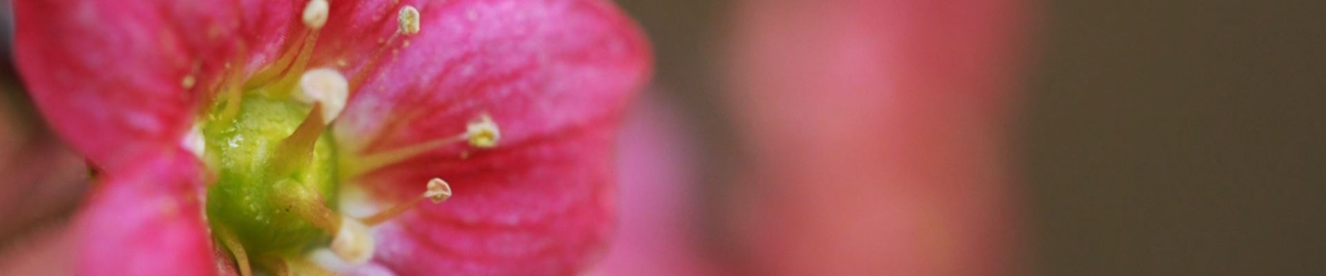 Moossteinbrech - Einpflanzen im Garten (thumbnail).jpg