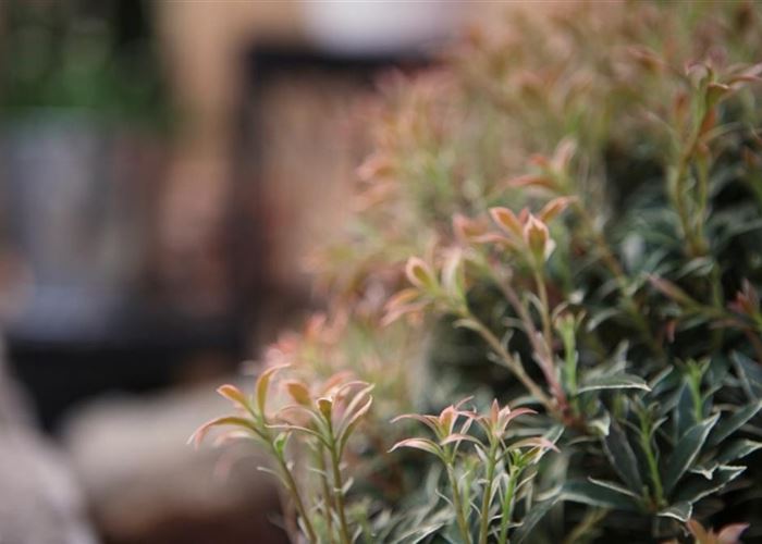Japanisches Schattenglöckchen - Einpflanzen im Garten Japanisches Schattenglöckchen - Einpflanzen im Garten